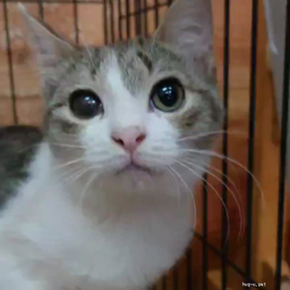 人馴れ抜群　サリーちゃん