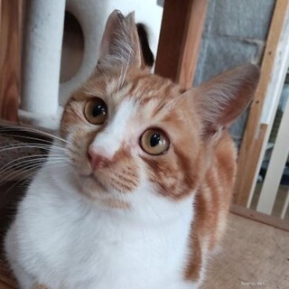 人間大好き猫も好き　穏やかな男の子マーブル