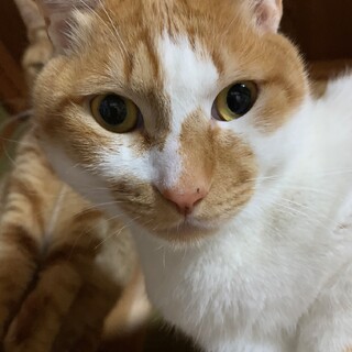 優しい性格の甘えん坊茶白！