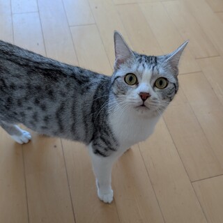 サバ白の美人さん