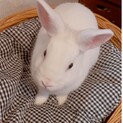 ブルーアイ真っ白美形うさぎ♥(避妊済み)