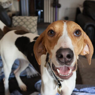 人も犬も大好き 天真爛漫な可愛いオリビアちゃん