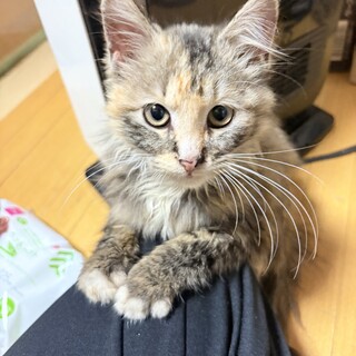 甘えん坊な長毛子猫ちゃん！