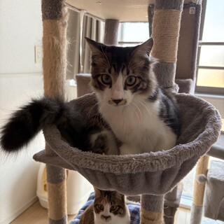 生後7ヶ月ぐらい☆キジ白、長毛の男の子です