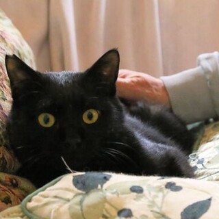雄の黒猫さん１歳、去勢ワクチン済みキャリア猫