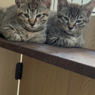 キジトラ兄弟　人懐っこい性格です