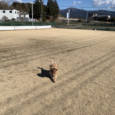 広いドッグランはもっと大好き