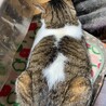 ぽっちゃり美猫ちゃん／高齢者・単身者応募可！ サムネイル3