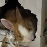 低身長