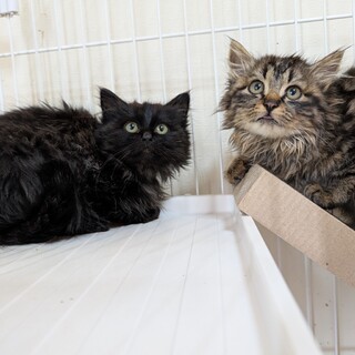 凍える寒さの中でゴミ箱を漁っていた小さな姉妹