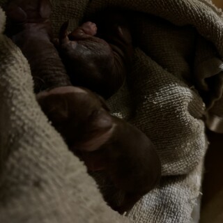 ネザーランドドワーフの赤ちゃん