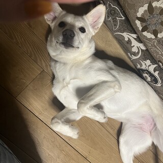 里親を募集しています。