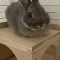ネザーランド オス