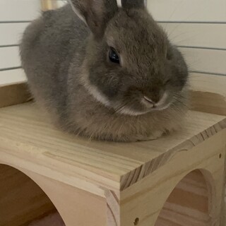 ネザーランド オス