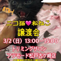 ニコ猫　松ねこ　譲渡会