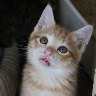 超甘えん坊な茶トラのぽったんです