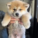 １月５日産まれの元気な秋田犬の男の子です