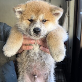 １月５日産まれの元気な秋田犬の男の子です
