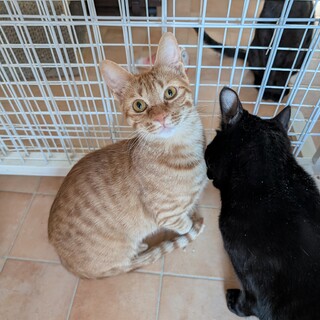 元気な茶トラくん