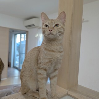 お喋り茶トラちゃん