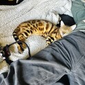 遊ぶのが大好きなベンガルです
