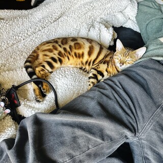 遊ぶのが大好きなベンガルです