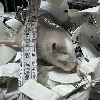 ファンシーラットメス2匹の里親募集