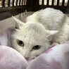 交通事故から生還したスノー⭐︎白猫⭐︎男の子 サムネイル2