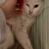 交通事故から生還したスノー⭐︎白猫⭐︎男の子 サムネイル3