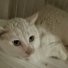 交通事故から生還したスノー⭐︎白猫⭐︎男の子 サムネイル4