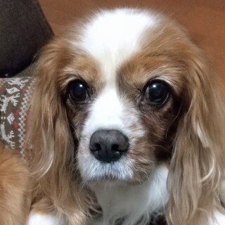 お利口さんで優しい甘え上手な女の子