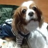 お利口さんで優しい甘え上手な女の子 サムネイル2