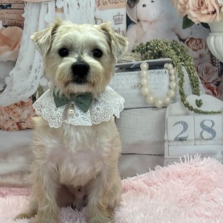 マル×ヨーキー　男の子　推定2歳　トニーくん