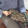 つかまり立ち下手くそ選手権殿堂入りワシミミズク
