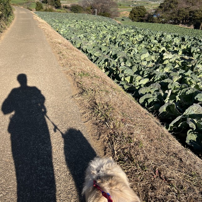 嘉山モモのカバー写真
