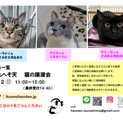 いつもへそ天 猫の譲渡会