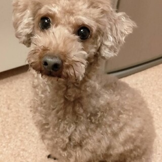 【急募】里親募集