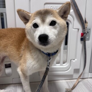 繁殖犬だった柴犬の女のコ