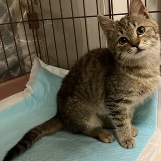 一時停止。甘えん坊のキジトラ