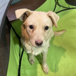 保健所からレスキュー！　かわいいムーア君