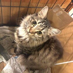 in春日井市☆保護猫達の『ひニャ祭り！』☆2025年3月1日（土）～ちーむ にゃいんず