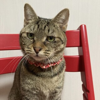 すごく人馴れしています！♡もみじちゃん