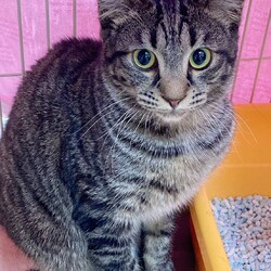 in岡崎市☆保護猫達の『ひニャ祭り！』☆2025年3月1日(土)～ちーむ にゃいんず