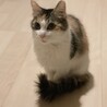 美人な中毛三毛ちゃん！活発です サムネイル2