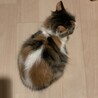 美人な中毛三毛ちゃん！活発です サムネイル3