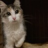 美人な中毛三毛ちゃん！活発です サムネイル4