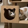 美人な中毛三毛ちゃん！活発です サムネイル5