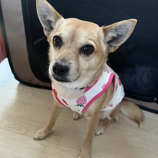 穏やかなチワワ系雑種の女の子