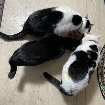 左から航太朗、藤丸、祭。やはり白黒猫巨大化説…航太朗は7kgくらいあります。