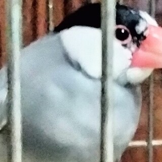 文鳥２羽　里親募集